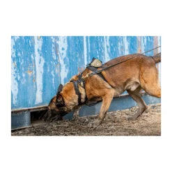 5.11 - AROS K9 Hundehalsbånd Bred // Sort